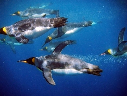 Click to enlarge King penguins