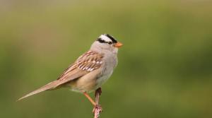 White-crowned sparrow