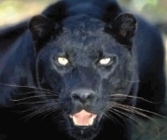Panther