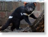 Tasmanian devil