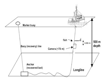 whale boat schematic