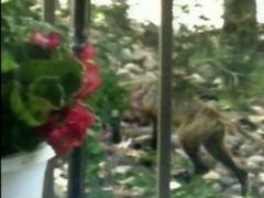Nebraska cryptid