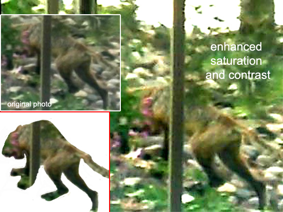Click to enlarge Enhancement of cryptid