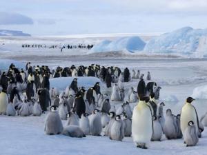 emperor penguin colonies 