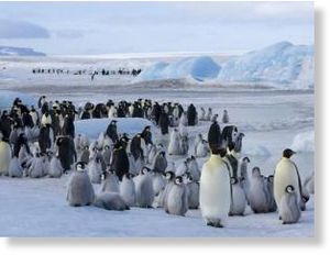 emperor penguin colonies 
