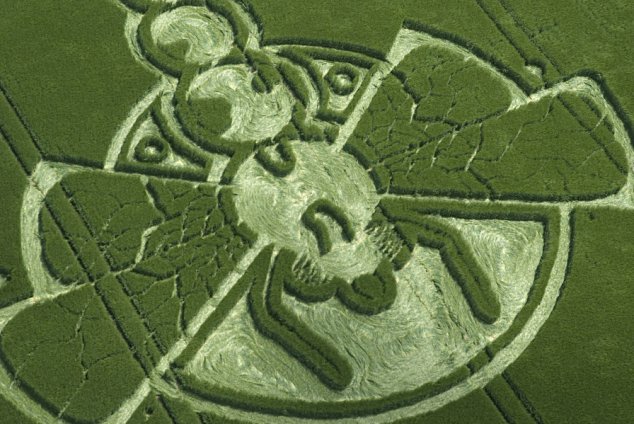 Dragonfly crop circle