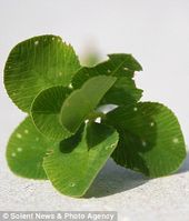 Click to enlarge Seven-leaf Clover