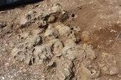 Click to enlarge Skull from UK burial pit