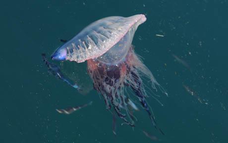 Portuguese Man-of-War