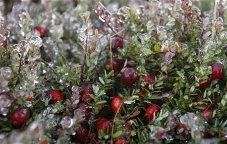 canada frost berries