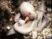 Common octopus (Octopus vulgaris)