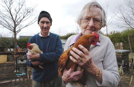 chicken therapy