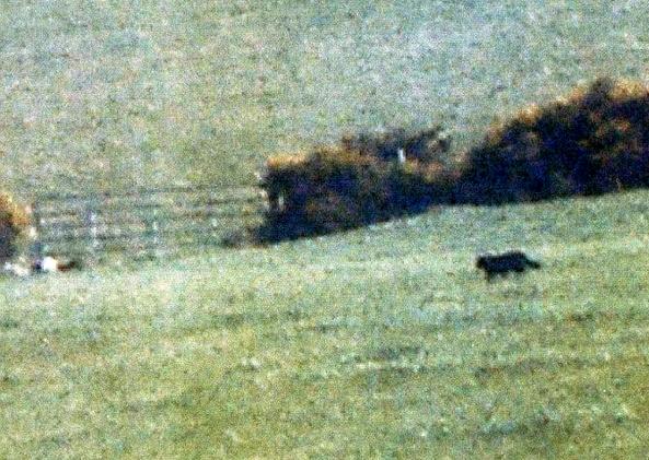 Panther in Ireland