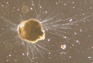 photomicrograph co2 icecore