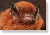 Coelacanth Bat