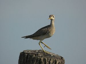 Click to enlarge Sandpiper