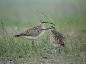 Click to enlarge whimbrels