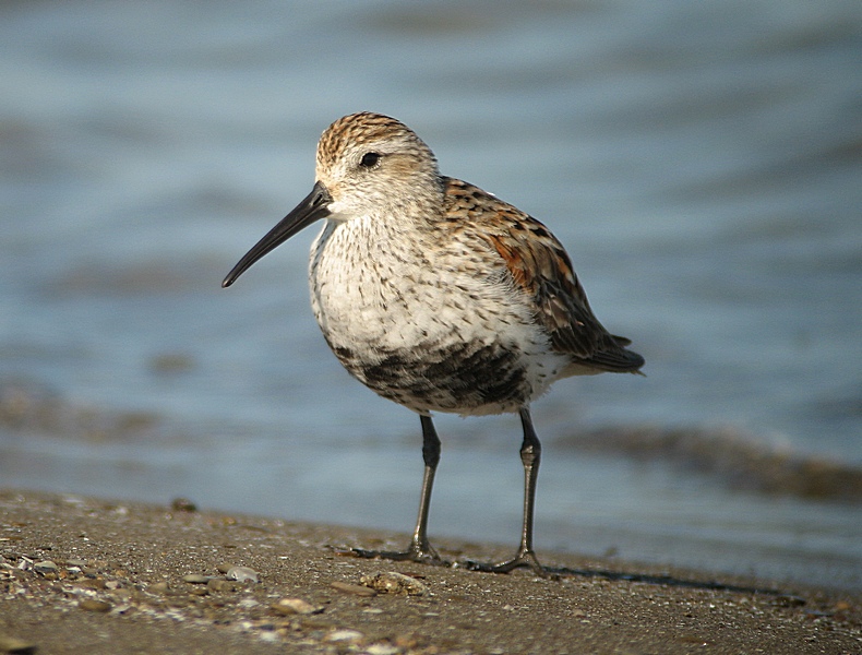 Click to enlarge Dunlin