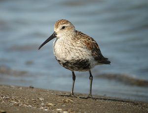 Click to enlarge Dunlin