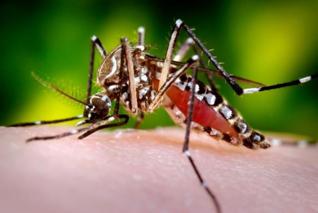 mosquito + Aedes Aegypti
