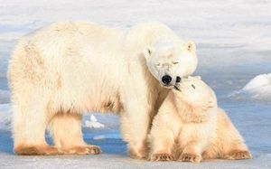 Click to enlarge Polar Bears