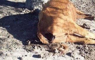 Mutilated cow