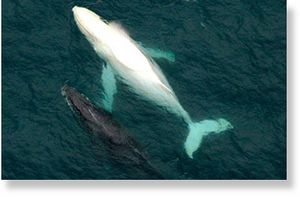 Albino humpback whale