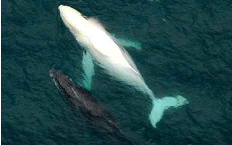 Albino humpback whale