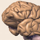 brain