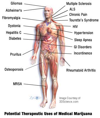 therapeutic uses of marijuana