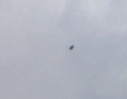 Florida ufo