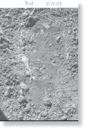 Bigfoot footprint