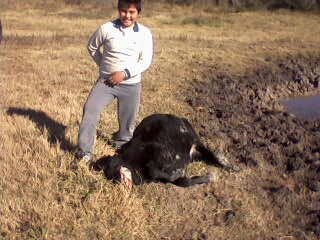 Click to enlarge mutilated cow