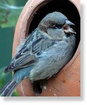 Blue House Sparrow