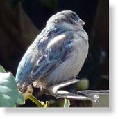 Blue House Sparrow