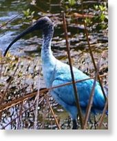 Blue Ibis