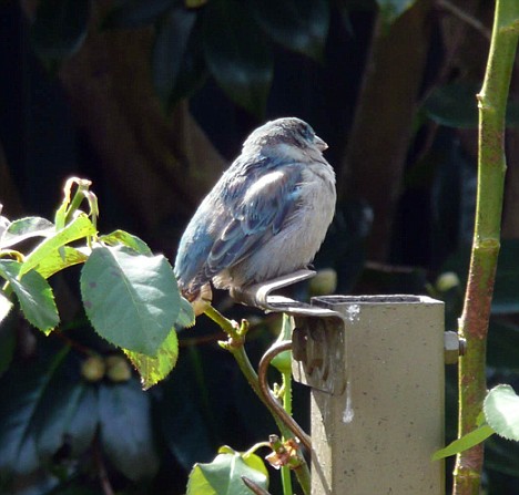 Blue House Sparrow