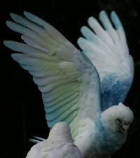 Blue Little Corellas