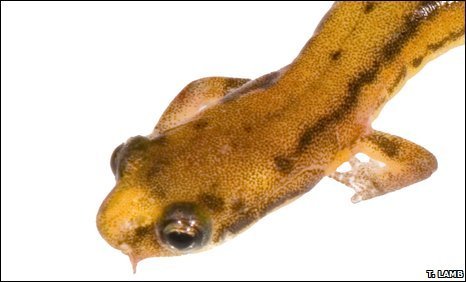 New salamander species