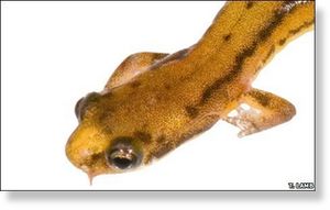 New salamander species