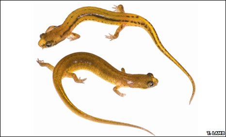 New salamander species