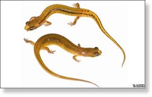 New salamander species