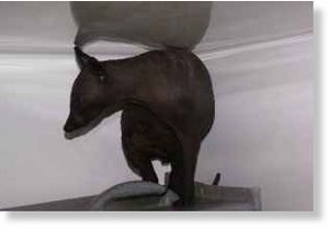 Hairless animal