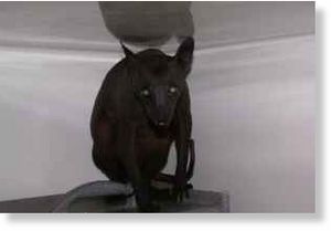 Hairless animal II