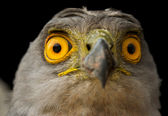 Click to enlarge Owl Eyes