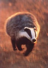 Badger running