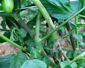 Click to enlarge Potato Blight