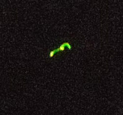 Click to enlarge Florida ufo