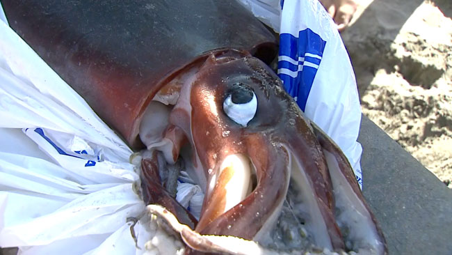 giant squid