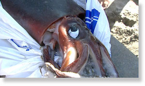 giant squid